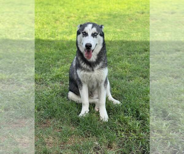 Medium Photo #2 Siberian Husky Puppy For Sale in Carrollton, TX, USA