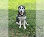 Small #1 Siberian Husky