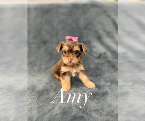 Medium Yorkshire Terrier