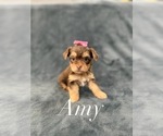 Puppy Amy Yorkshire Terrier
