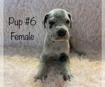 Puppy 6 Great Dane