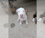 Puppy Speckles American Bully