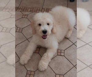 Poodle (Standard) Puppy for sale in EXETER, CA, USA