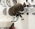 Small #1 Cane Corso