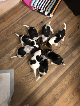 Medium Photo #1 Beagle Puppy For Sale in LYNN, MA, USA