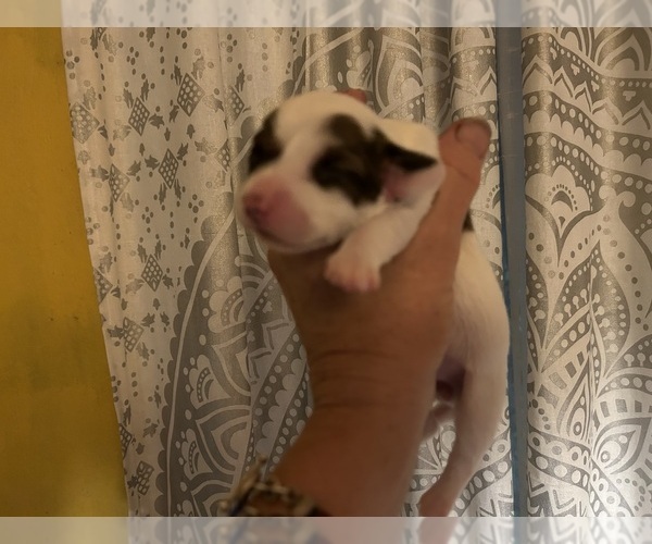 Medium Photo #3 Chihuahua-Chiweenie Mix Puppy For Sale in SAN ANTONIO, TX, USA