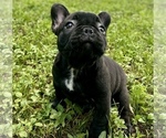 Small Photo #11 French Bulldog Puppy For Sale in HIALEAH, FL, USA