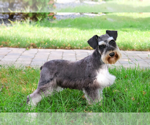 Mother of the Schnauzer (Miniature) puppies born on 07/08/2026