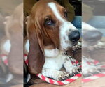 Small #2 Basset Hound