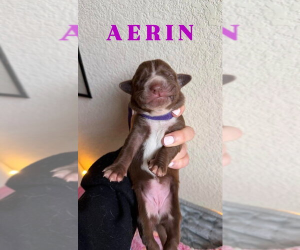 Medium Photo #1 Great Dane Puppy For Sale in Bullard, TX, USA