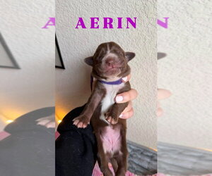 Great Dane Dogs for adoption in Bullard, TX, USA