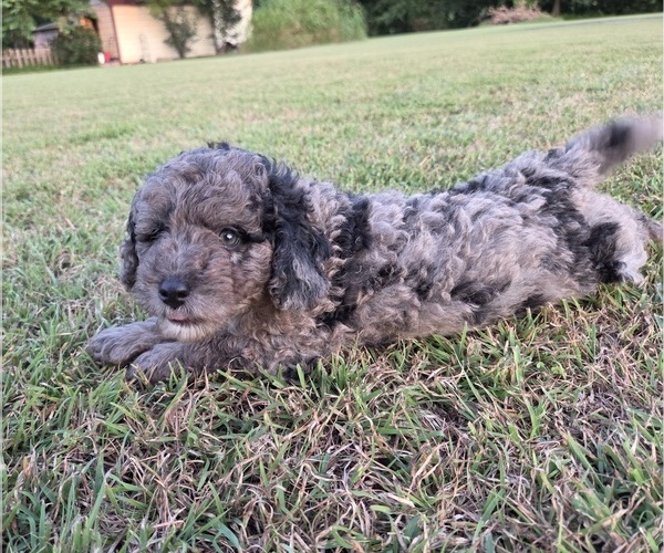 Medium Photo #5 Aussiedoodle Puppy For Sale in WILLS POINT, TX, USA