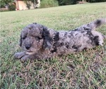 Small #4 Aussiedoodle