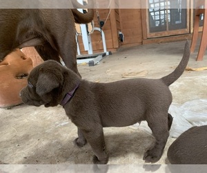 Labrador Retriever Puppy for sale in CEDAR CREEK, TX, USA