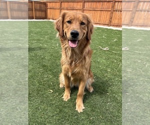 Mother of the Golden Retriever puppies born on 05/18/2025