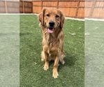 Small Photo #1 Golden Retriever Puppy For Sale in SEVERANCE, CO, USA