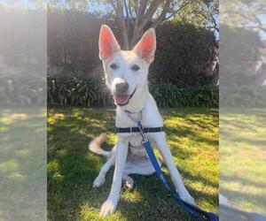 Siberian Husky Dogs for adoption in Santa Barbara, CA, USA