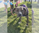 Small #2 American Pit Bull Terrier