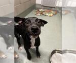 SPAGHETTIOS - Female Labrador Retriever-Unknown Mix Dog for Adoption - Small photo