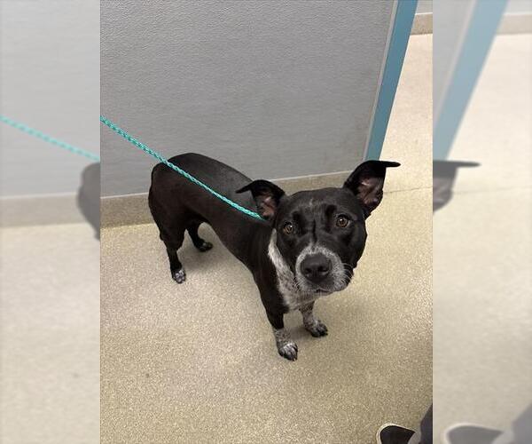 Medium Photo #1 Mutt Puppy For Sale in Las Vegas, NV, USA