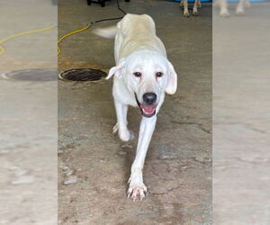 Labrenees Dogs for adoption in Winter Park, CO, USA