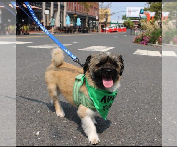 Medium Photo #2 Shiranian Puppy For Sale in Oakhurst, NJ, USA