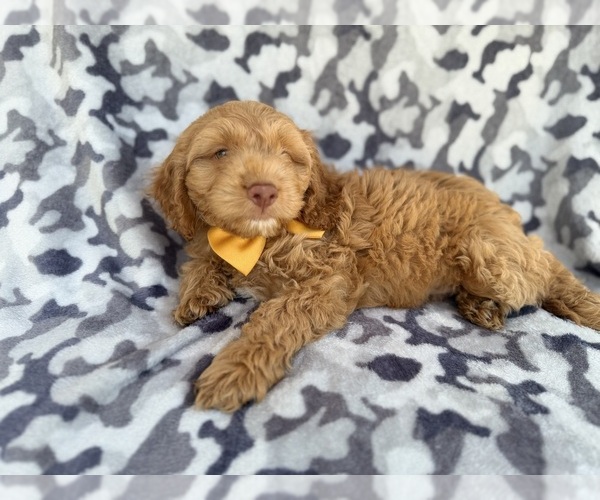 Medium Photo #2 Cock-A-Poo Puppy For Sale in LAKELAND, FL, USA