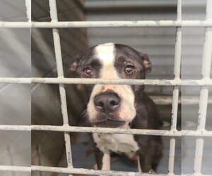 Lady P - Female Labrador Retriever-Unknown Mix Dog for Adoption - Photo #13