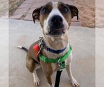 Small Photo #110 American Staffordshire Terrier Puppy For Sale in Kanab, UT, USA