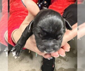 Mutt Dogs for adoption in San Bernardino, CA, USA