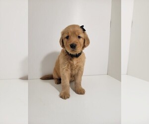 Golden Retriever Puppy for sale in GOODYEAR, AZ, USA