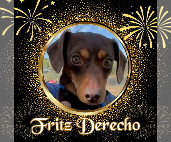 Medium Photo #1 Dachshund Puppy For Sale in San Antonio, TX, USA