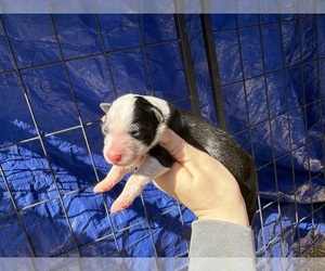 Australian Shepherd Puppy for sale in PISGAH, AL, USA