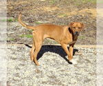 Small #15 Mountain Cur Mix