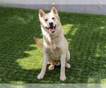 Small Photo #1 Akita-Unknown Mix Puppy For Sale in Pasadena, CA, USA