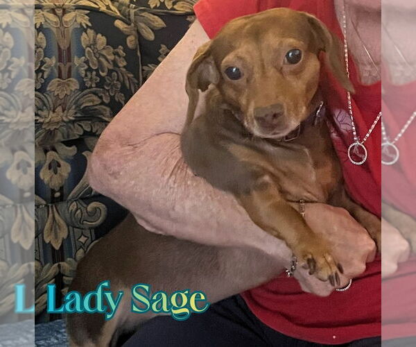 Medium Photo #9 Dachshund Puppy For Sale in San Antonio, TX, USA