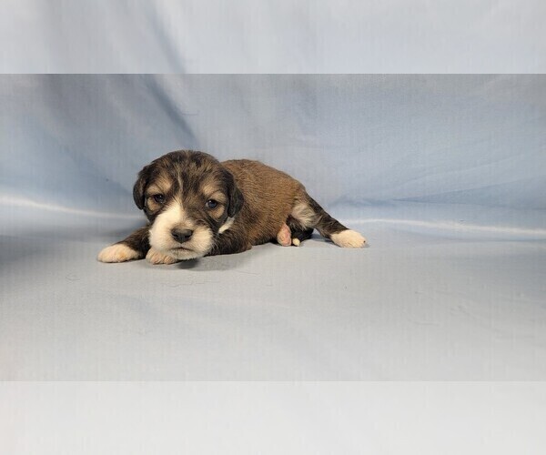 Medium Photo #2 Bernedoodle (Miniature) Puppy For Sale in BLACK FOREST, CO, USA