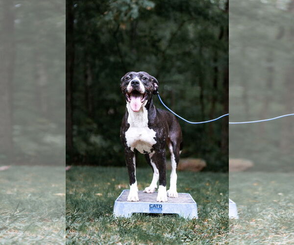 Medium Photo #10 American Pit Bull Terrier-American Staffordshire Terrier Mix Puppy For Sale in Caribou, ME, USA