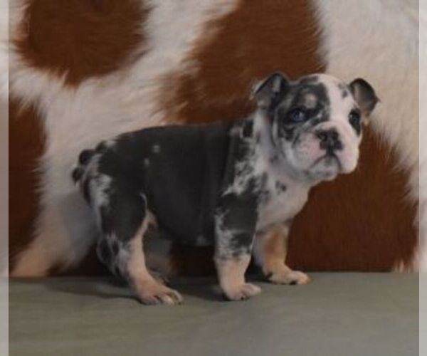 Medium Photo #4 English Bulldog Puppy For Sale in MARSHFIELD, MO, USA