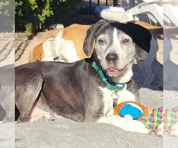 Medium Photo #3 Beagle-Unknown Mix Puppy For Sale in Las Vegas, NV, USA