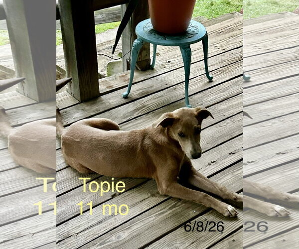 Medium Photo #2 German Pinscher-Unknown Mix Puppy For Sale in Wakefield, RI, USA