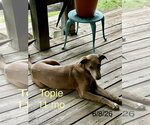 Small #1 German Pinscher Mix