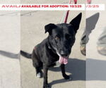 Small Labrador Retriever Mix