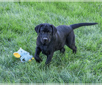 Shawn - Male Labrador Retriever Puppy for Sale - Photo #5