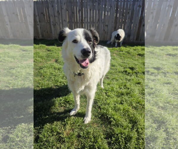 Medium Photo #4 Aussie Pyrenees Puppy For Sale in Houston, TX, USA