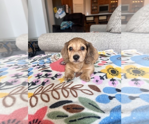 Medium Photo #3 Dachshund Puppy For Sale in BELDING, MI, USA