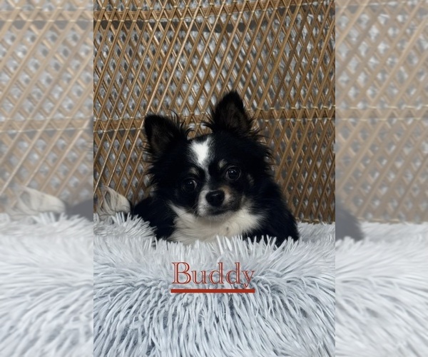 Medium Photo #1 Chihuahua Puppy For Sale in CANOGA, NY, USA