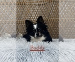 Small Photo #1 Chihuahua Puppy For Sale in CANOGA, NY, USA