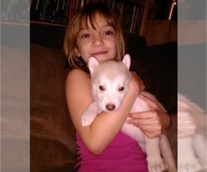 Wolf Hybrid Puppy for sale in LA PORTE, MN, USA