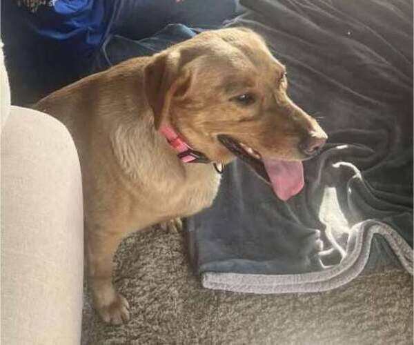 Medium Photo #9 Labrador Retriever Puppy For Sale in OLYMPIA, WA, USA